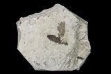 Fossil March Fly (Plecia) - Green River Formation #154517-1
